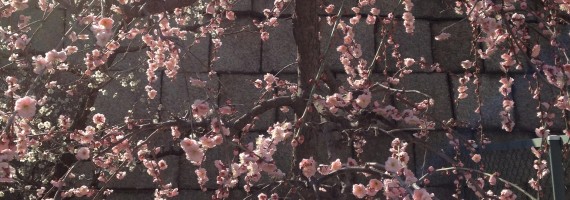 大阪天満宮の梅の花（花粉症とは関係ありません）